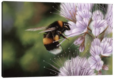 Bee Canvas Art Print - Richard Macwee