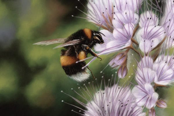 Richard Macwee: Bee by Richard Macwee