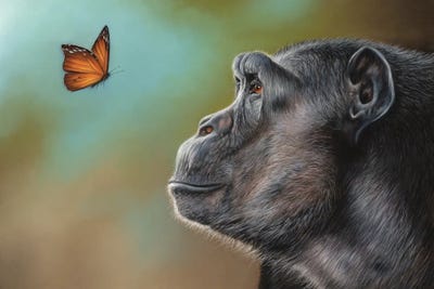 Chimpanzee And Butterfly by Richard Macwee art print