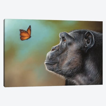 Chimpanzee And Butterfly Canvas Print #RMC69} by Richard Macwee Canvas Art Print