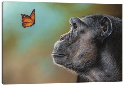 Chimpanzee And Butterfly Canvas Art Print - Chimpanzees
