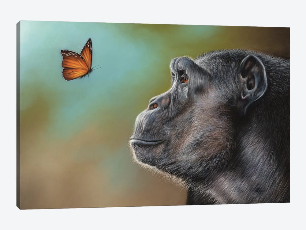 Chimpanzee And Butterfly by Richard Macwee 1-piece Canvas Art Print