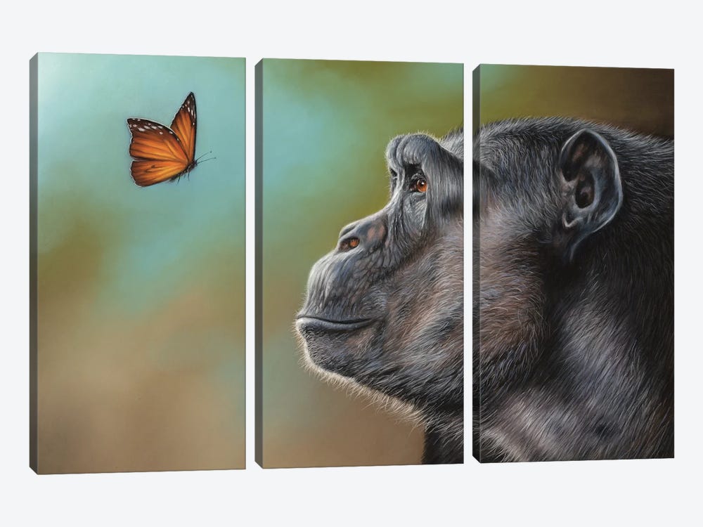 Chimpanzee And Butterfly by Richard Macwee 3-piece Canvas Print