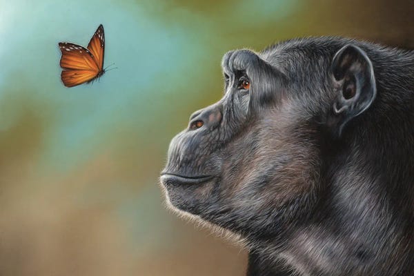 Richard Macwee: Chimpanzee And Butterfly by Richard Macwee