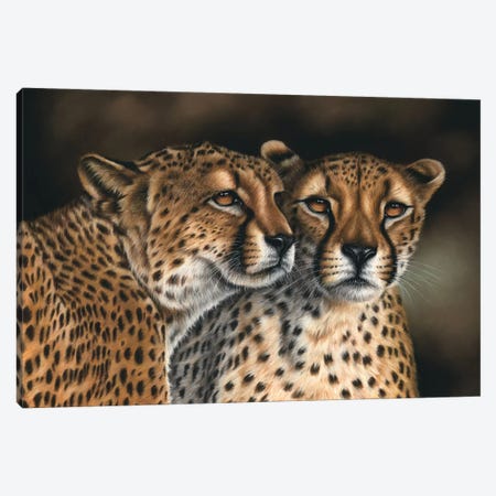 Cheetahs Canvas Print #RMC6} by Richard Macwee Canvas Wall Art