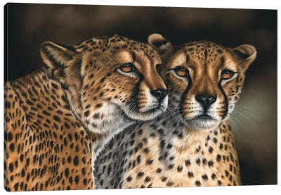 Cheetahs Canvas Art Print - Richard Macwee