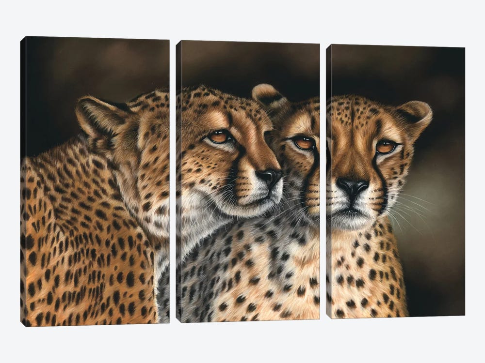 Cheetahs by Richard Macwee 3-piece Canvas Print