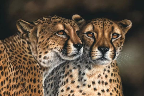 Richard Macwee: Cheetahs by Richard Macwee