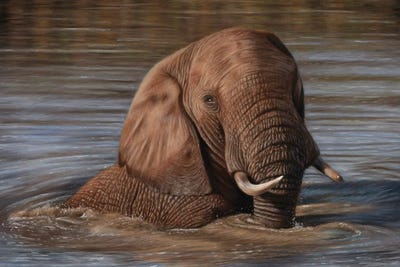 Elephant In Water by Richard Macwee framed canvas print