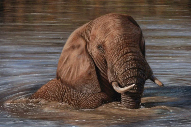 Elephant In Water