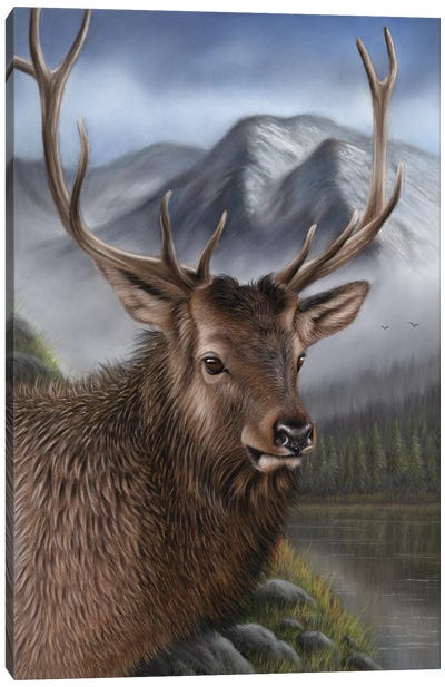 Elk Canvas Art Print - Richard Macwee