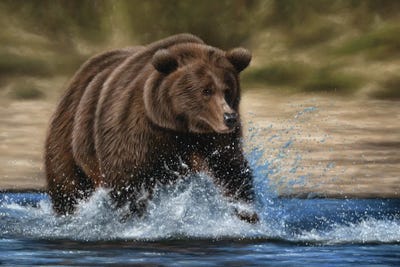 Grizzly Bear In Water by Richard Macwee framed canvas print