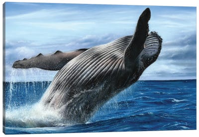 Humpback Whale Canvas Art Print - Richard Macwee