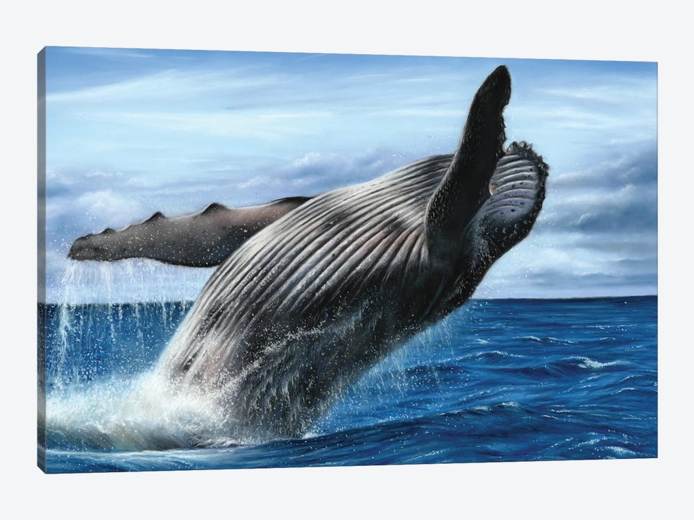 Humpback Whale by Richard Macwee 1-piece Canvas Wall Art