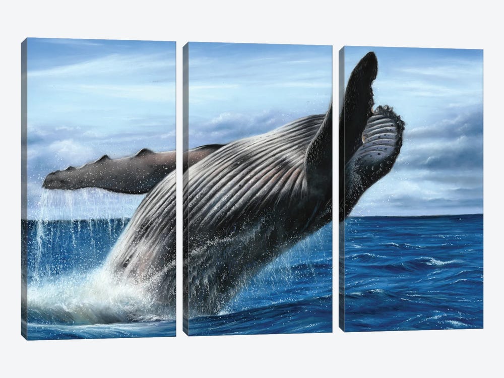 Humpback Whale by Richard Macwee 3-piece Canvas Wall Art