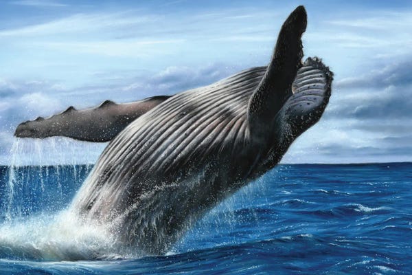 Richard Macwee: Humpback Whale by Richard Macwee