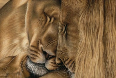 Two Lions by Richard Macwee framed canvas print
