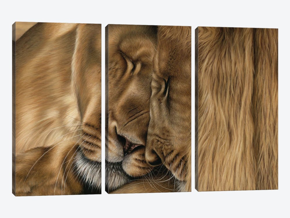 Two Lions by Richard Macwee 3-piece Canvas Print
