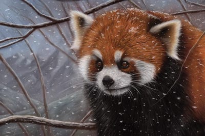 Red Pandas