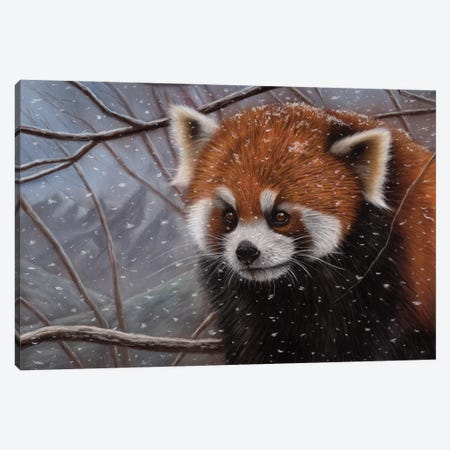 Red Panda In A Tree Canvas Print #RMC75} by Richard Macwee Art Print