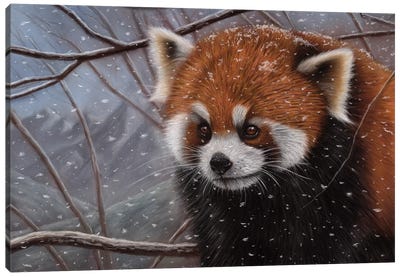 Red Panda In A Tree Canvas Art Print - Red Panda