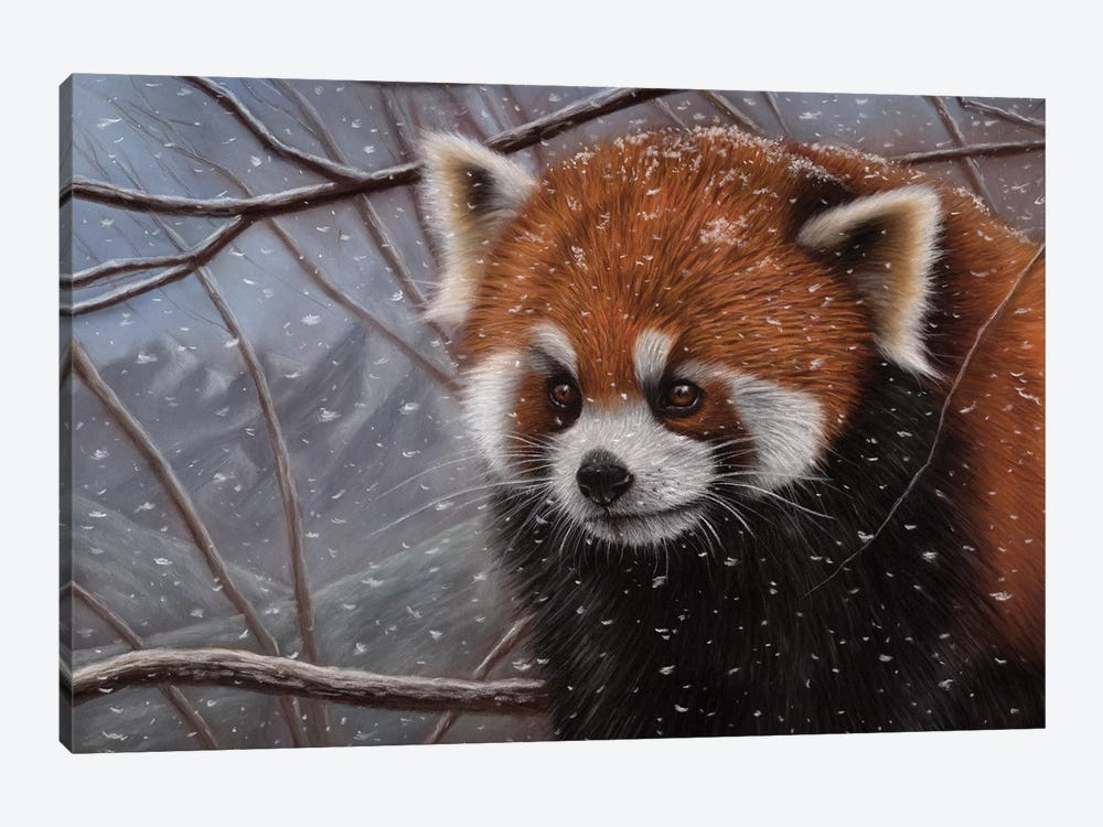 Red Panda In A Tree by Richard Macwee 1-piece Canvas Wall Art