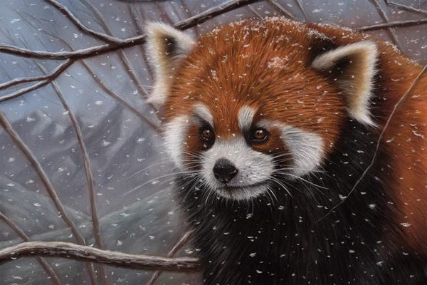 Red Pandas: Red Panda In A Tree by Richard Macwee
