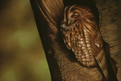 Tawny Owl by Richard Macwee framed canvas print