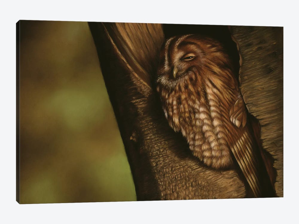 Tawny Owl by Richard Macwee 1-piece Canvas Print
