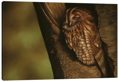 Tawny Owl Canvas Art Print - Richard Macwee