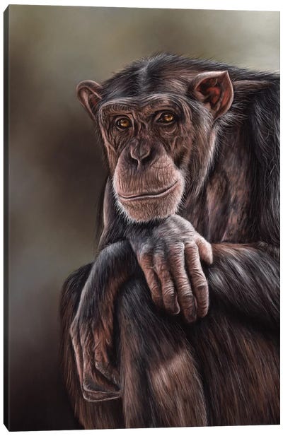 Chimpanzee Canvas Art Print - Richard Macwee