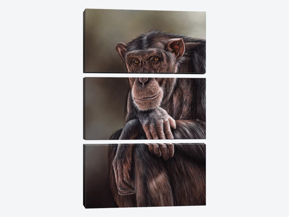 Chimpanzee by Richard Macwee 3-piece Canvas Wall Art