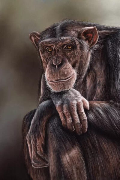 Chimpanzees: Chimpanzee by Richard Macwee