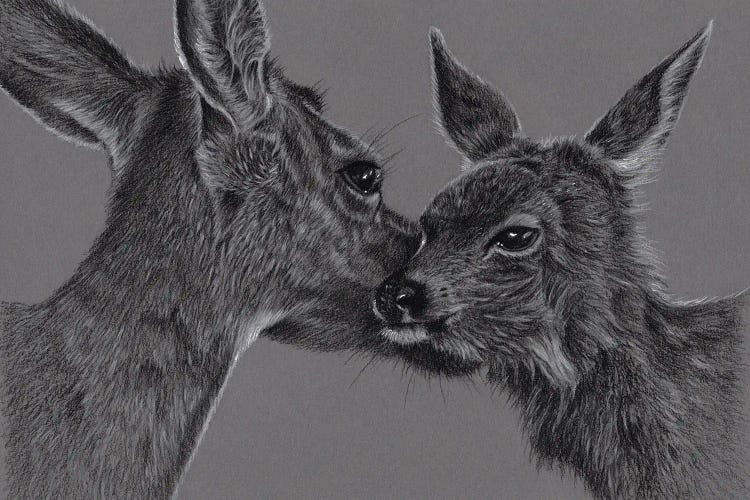 Deer With Fawn