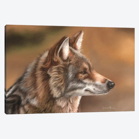 Coyote Canvas Print #RMC8} by Richard Macwee Art Print