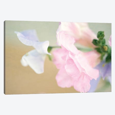 Pastel Blossoms Canvas Print #RMU130} by Roberta Murray Canvas Print