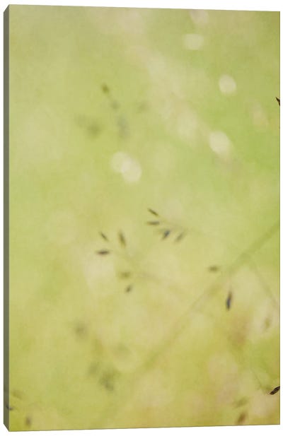 Seeds Of Summer Canvas Art Print - Celery