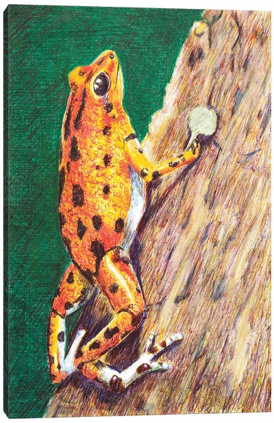 Poison Dart Frog Canvas Art Print - Roberta Murray