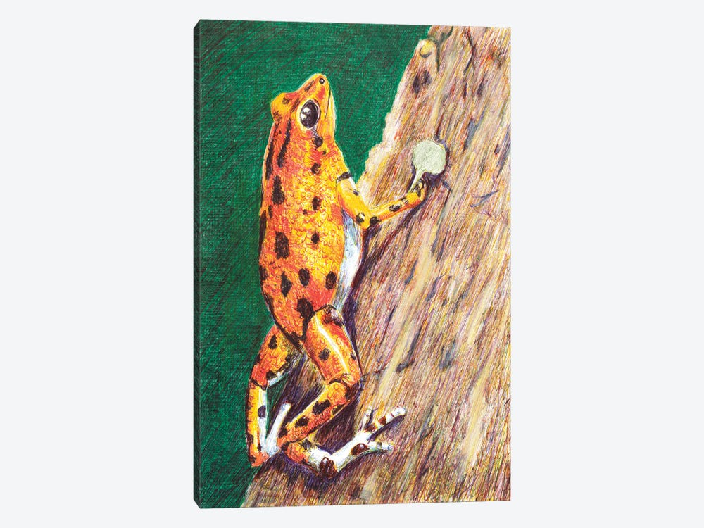 Poison Dart Frog by Roberta Murray 1-piece Canvas Wall Art