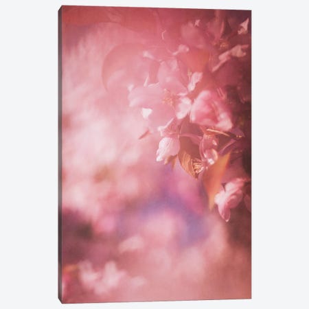 Pink Apple Blossoms Canvas Print #RMU228} by Roberta Murray Canvas Art Print