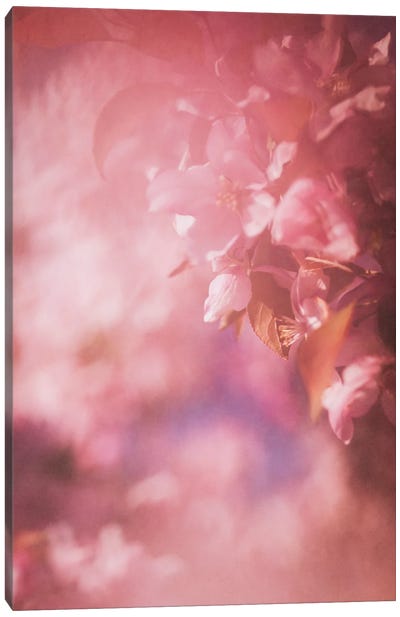 Pink Apple Blossoms Canvas Art Print