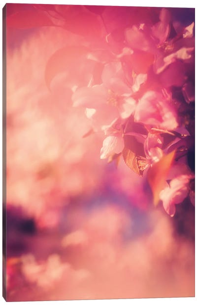 Rose Coloured Blossoms Canvas Art Print - Roberta Murray