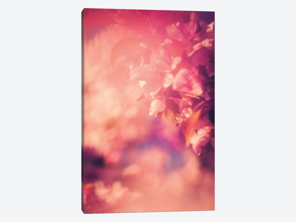 Rose Coloured Blossoms by Roberta Murray 1-piece Canvas Artwork