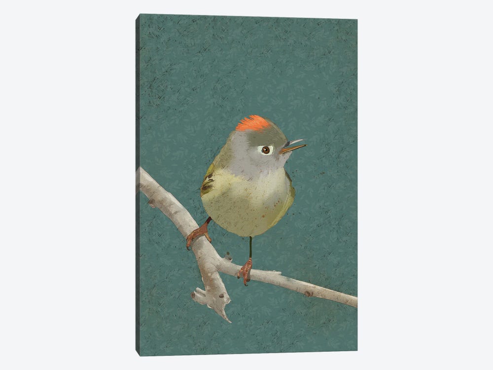 Ruby Crowned Kinglet by Roberta Murray 1-piece Canvas Art