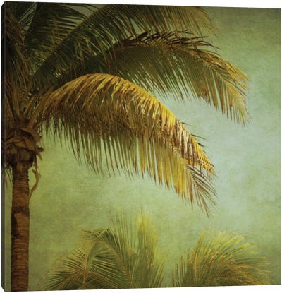 Coconut Palms Canvas Art Print - Roberta Murray