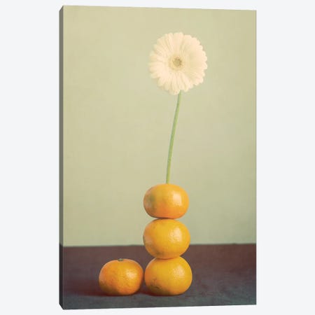 Orange Daisy Canvas Print #RMU281} by Roberta Murray Canvas Print