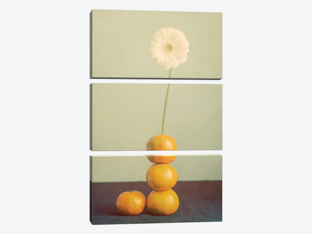 Orange Daisy by Roberta Murray 3-piece Canvas Art