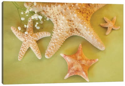Starfish Family Canvas Art Print - Starfish Art
