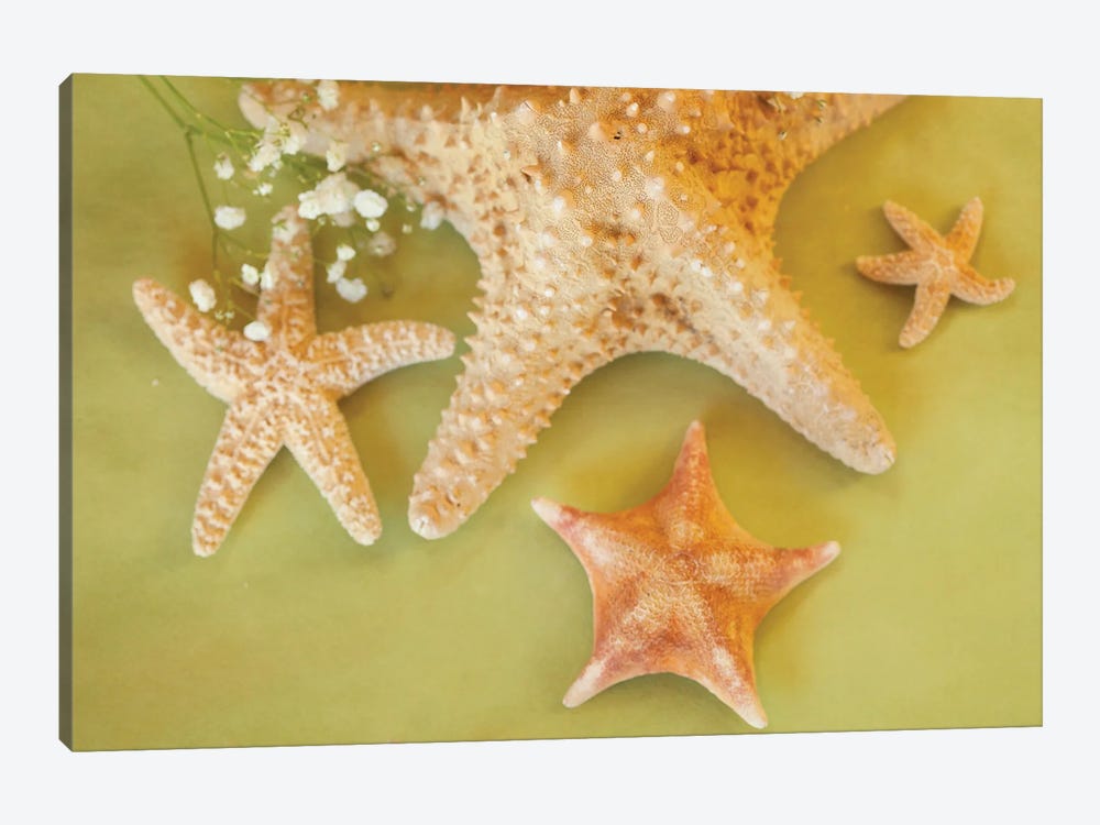 Starfish Family by Roberta Murray 1-piece Canvas Art Print