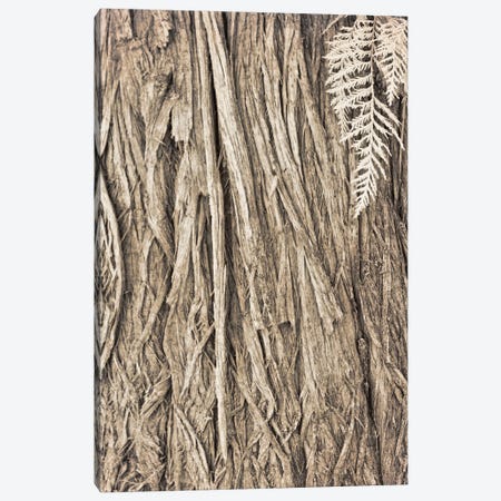 Ancient Cedar Canvas Print #RMU286} by Roberta Murray Canvas Art